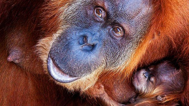 Orangutans Gifted iPads -- Awww