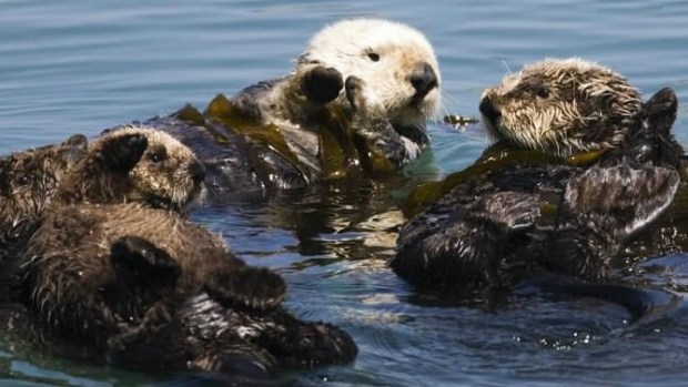 Monterey Movie Tour