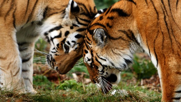 Wild Valentine's Day Ideas