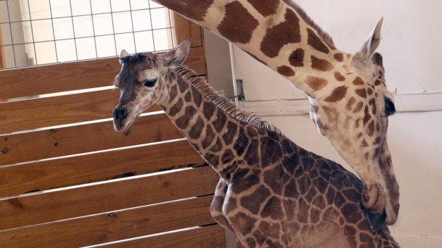 Zoo Revealing Name of April the Giraffe's Calf Monday