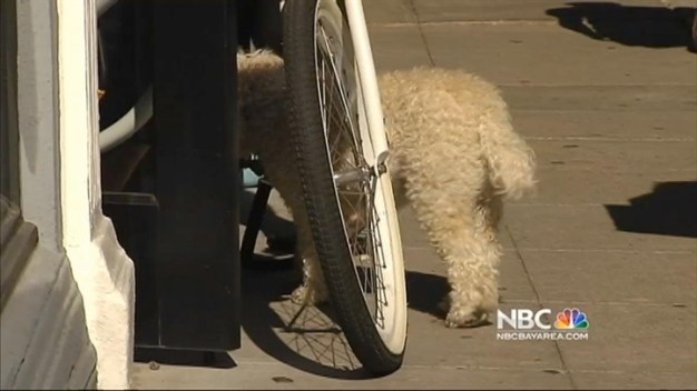 Frustrated by Fake Service Dogs