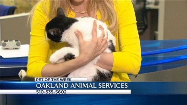 Bay Area Proud Pets: Nani