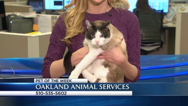 Bay Area Proud Pets: Avon