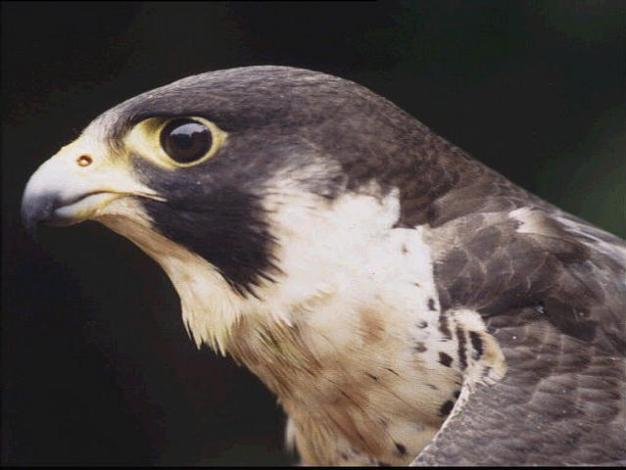 One of SJ City Hall Falcons Dead