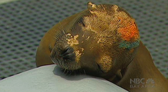 Vets Work to Unravel Mystery of Sick Sea Lions
