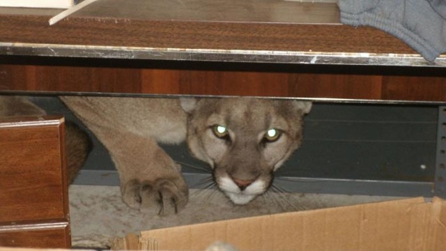 Mountain Lion Found in SoCal Garage