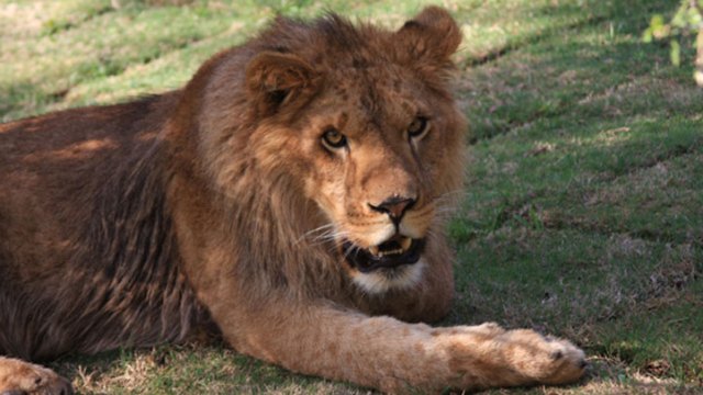 Animals in the News