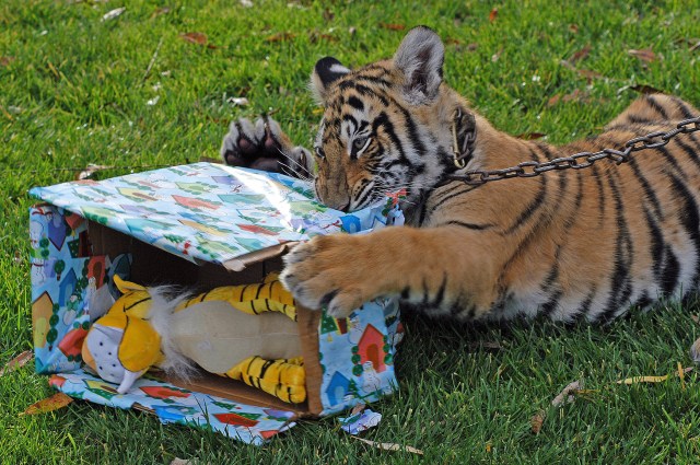 Christmas Comes Early for Tiger Cubs
