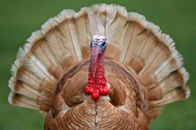 Gobble! Gobble!