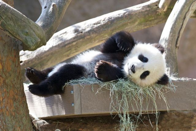 San Diego Zoo's Newest Panda Cub