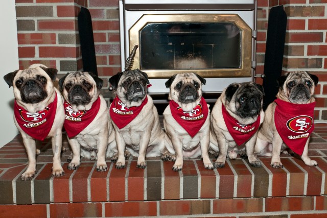 Pets Decked Out in 49er Gear