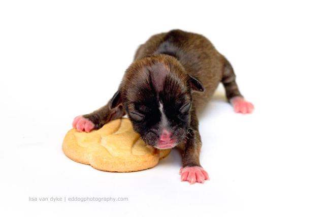World's Smallest Dog Born in NorCal