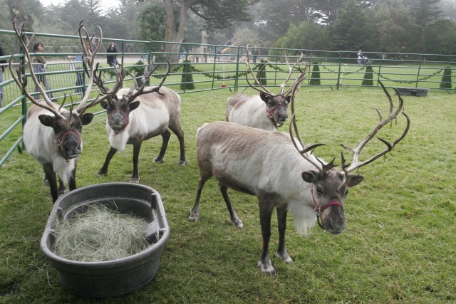 Christmas Comes Early to San Francisco Zoo