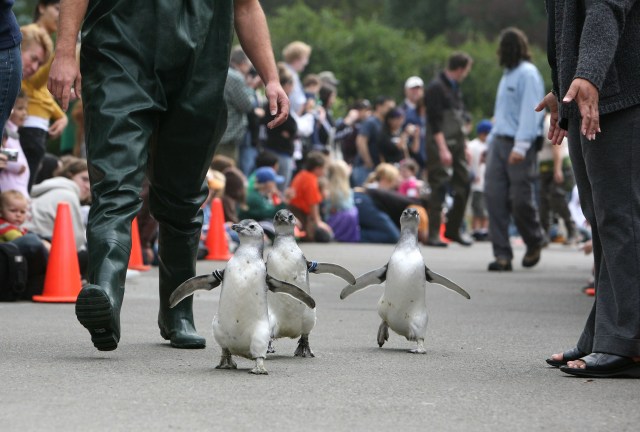 The Real March of the Penguins