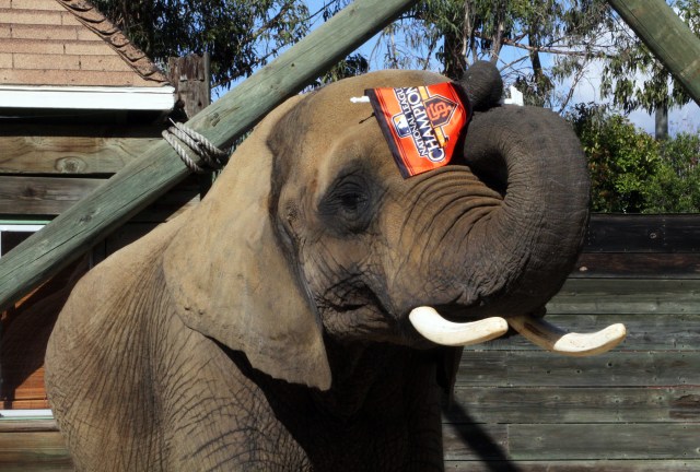 Going Wild for the Giants