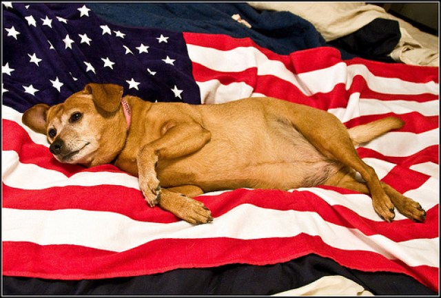 Patriotic Pups