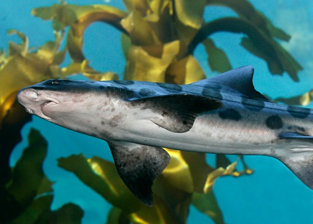 Shark Days in Monterey
