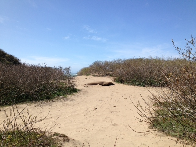 Ano Nuevo Elephant Seal Pupping Season Along Pacific Ocean