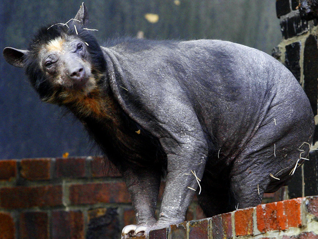 Weirdest Creatures of the World