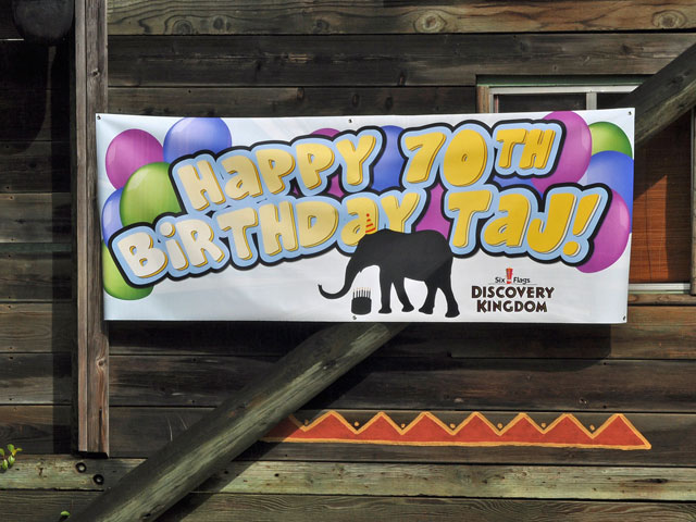 Taj the Elephant Turns 70