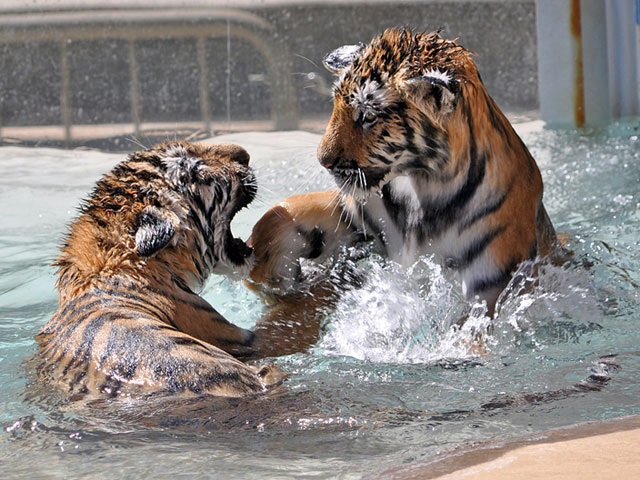 Cute Overload: Tiger Cubs at Play
