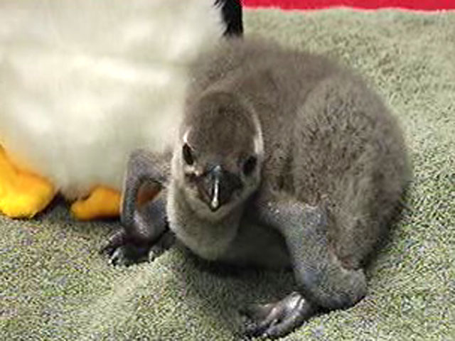Baby Penguins Hatch At Six Flags