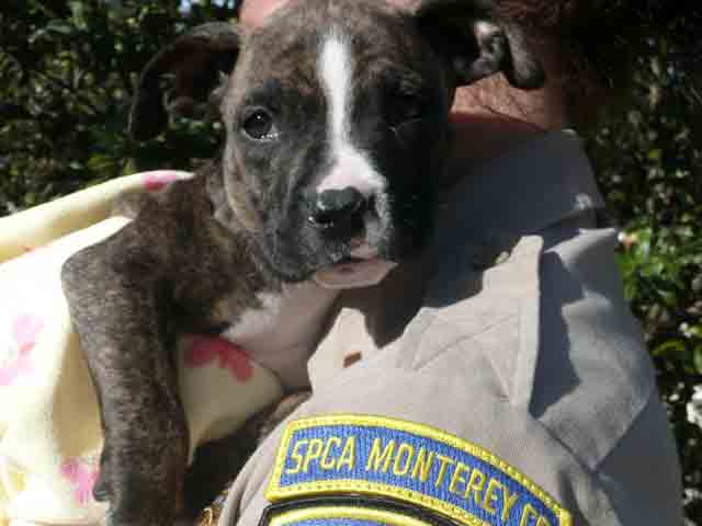 Puppies Found in Monterey County Dumpster