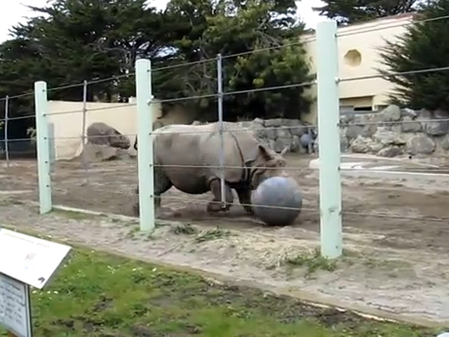 San Francisco Zoo's Cutest Critters