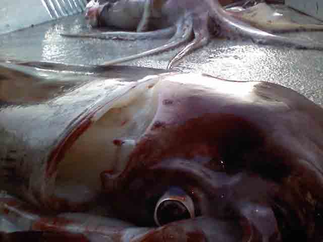 Giant Squid Invade Monterey Bay