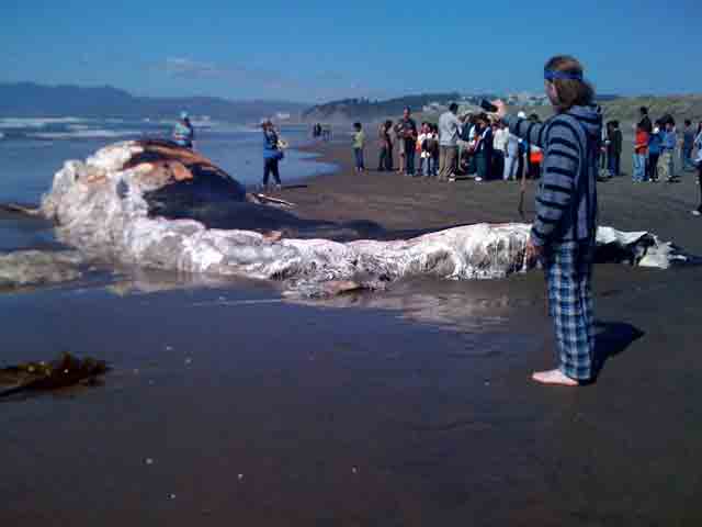 Photos: Whale Washes Up on Ocean Beach