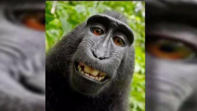 'Monkey selfie' photographer fights macaque for rights to viral image 'Monkey selfie' photographer fights macaque for rights to viral image