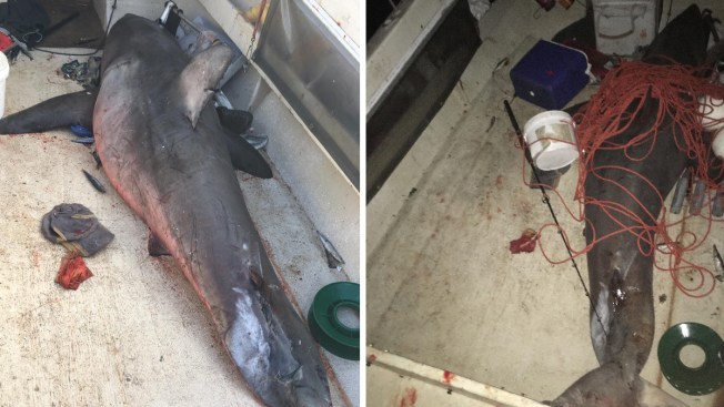 Short shark shock: great white jumps into boat