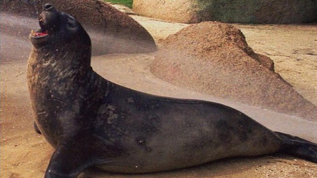 The Marine Mammal Center in Sausalito has about double the amount of Elephant Seals it had this time last year.