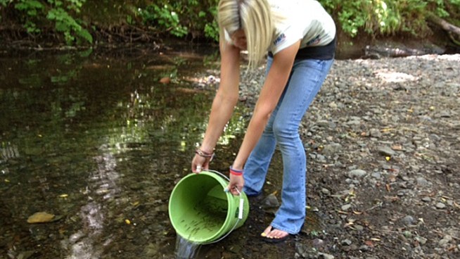 The Salmon Protection and Watershed Network, or SPAWN, has sent teams of biologists and volunteers into the creeks to pluck the juvenile fish, known as 