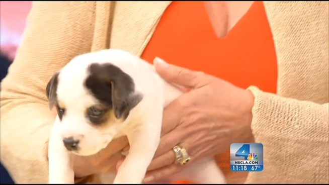 The latest and possibly most adorable viral video to come out of Los Angeles features a rescued orange tabby kitten and pit bull puppy, both 2 weeks old, snuggling in the corner of a laundry basket. The pair made a special appearance on the NBC4 News at 11 p.m. on Aug. 22, 2012.