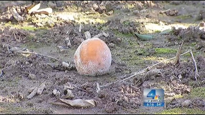 One citrus grower in Redlands wakes up in the middle of the night to check on her crop's livelihood. If the temperature dips below 30 degrees, she has to turn on a machine to warm the crops. Jacob Rascon reports from Redlands for the NBC4 News at 6 p.m. on Jan. 2, 2013.
