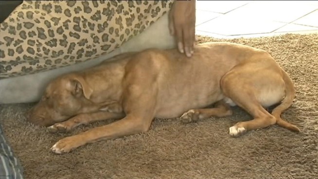 A pit bull named Mister, which got loose on Sunday, survives a bullet shot by a Menlo Park police officer, who says the dog charged at him. George Kiriyama reports.