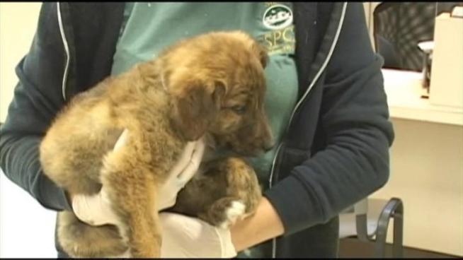 The dogs were found hungry, dehydrated, flea-infested and suffering from foxtails and worms.