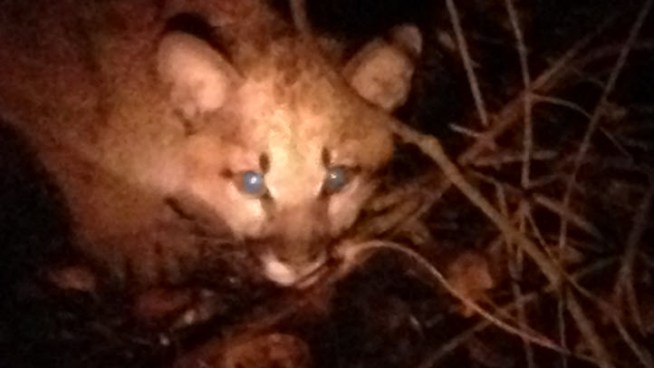 California Department of Fish and Game wardens fatally shot a pair of young mountain lions in Half Moon Bay on Saturday which were roaming around a downtown backyard. NBC Bay Area's Kris Sanchez reports.