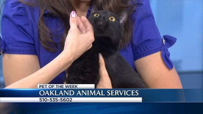 Christina Loren has your weekly chance to find a new furry friend. If you're interested in one of the pets you see here, please call Oakland Animal Services for more information: 510-535-5602
