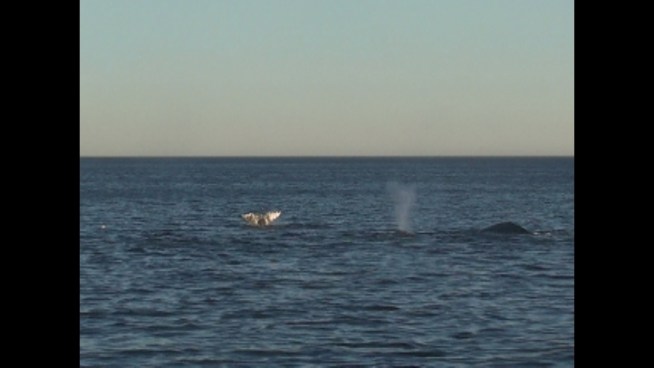 Alisa Schulman-Janiger, director of the LA chapter of the American Cetacean Society's Gray Whale Census and Behavior Project, shot this video off Palos Verdes showing a pod of at least 23 gray whales on Sunday, Jan. 20. It's the largest gray whale pod seen off Southern California in at least 30 years. Raw video shot from the whale-watching vessel Christopher.