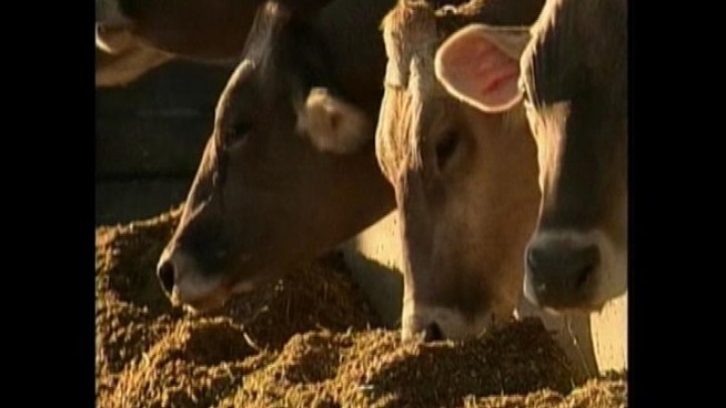 Health officials say there is no cause for alarm now that a case of mad-cow disease has been identified in Central California. Beverly White reports for the NBC4 News at 11 p.m. on April 24, 2012.