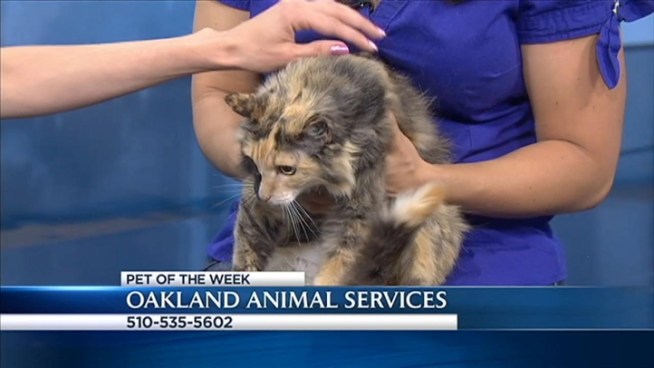 Christina Loren has your weekly chance to find a new furry friend. If you're interested in one of the pets you see here, please call Oakland Animal Services for more information: 510-535-5602