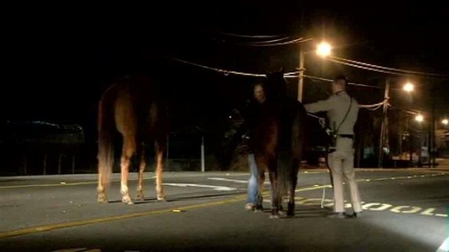 Drivers had to use extreme caution early Monday morning in Contra Costa County because of a pair of horses walking off the freeway.