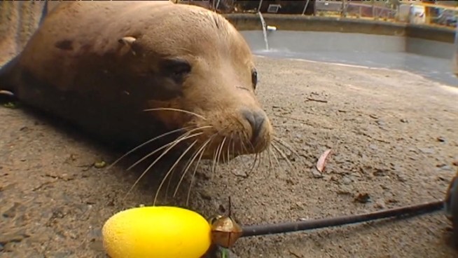 Two blind sea lions are teaching zookeepers a thing or two.