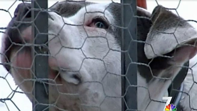 Animal Control officials took three dogs into custody after a Logan Heights child was attacked Sunday.