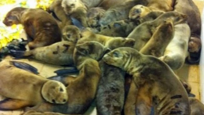 The number of pups needing emergency care is so great that one rescue organization has declared a state of emergency. NBC 7's Greg Bledsoe reports.