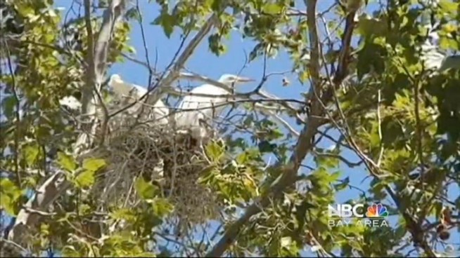 http://media.nbcbayarea.com/images/WGOOGLEHOUSING_6831057_722x406_26959481.jpg