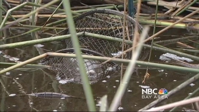 This fall, the Presidio plans to dredge the lake and remove layers of sediment that have soaked up chemical runoff and pesticides from nearby Highway One. But before that can happen, thousands of non-native species of fish and reptiles will have to be removed.