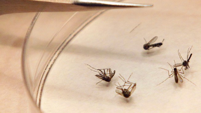 Cases of West Nile Virus have been reported in 47 states across the U.S., including 34 reported in California. Although we are seeing more cases than usual, health officials say it is not an epidemic. Still, they are urging people to take precautions against possible infections. Doctor Bruce Hensel reports for the NBC4 News at 5 p.m. on Aug. 22, 2012.